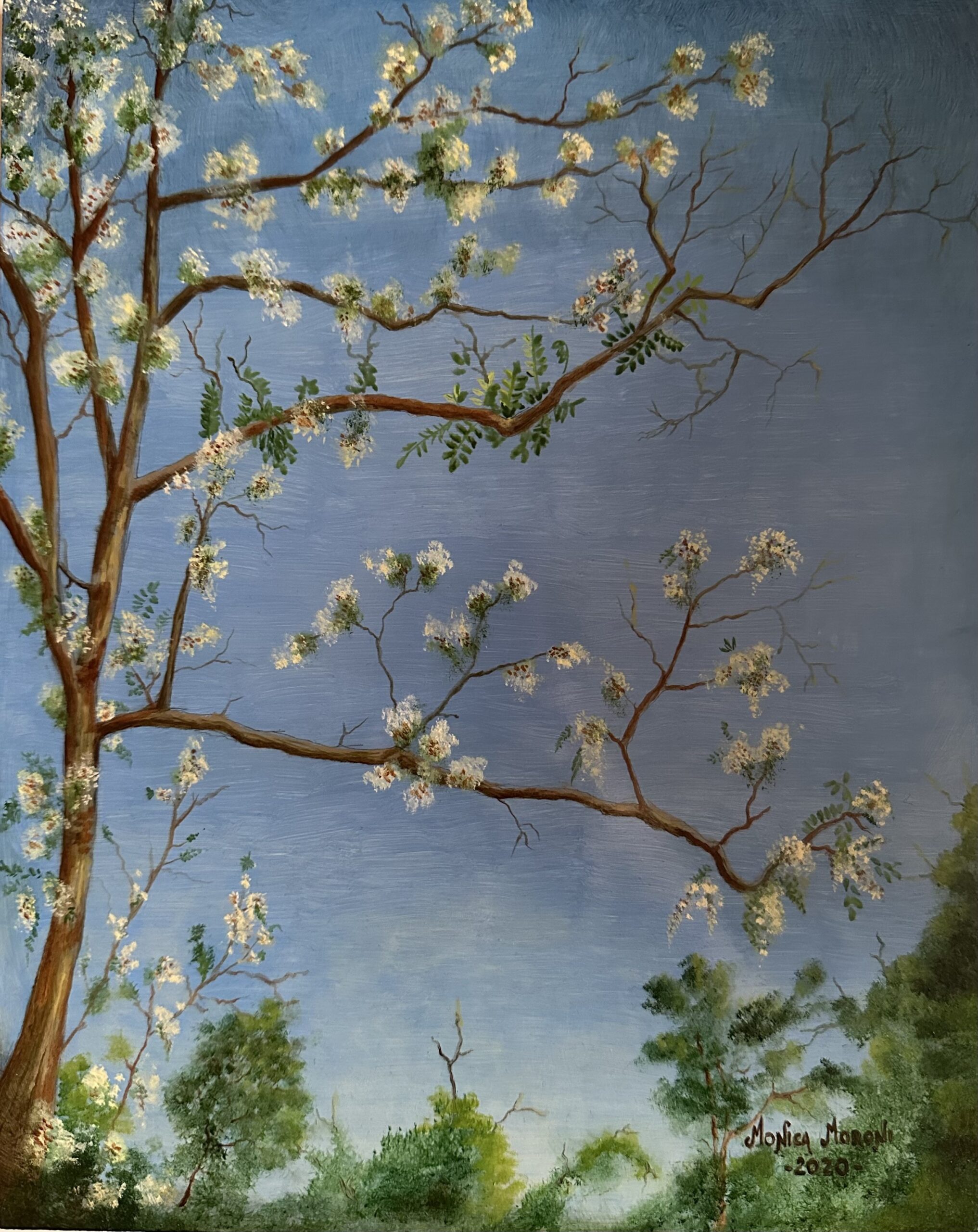 robinia3